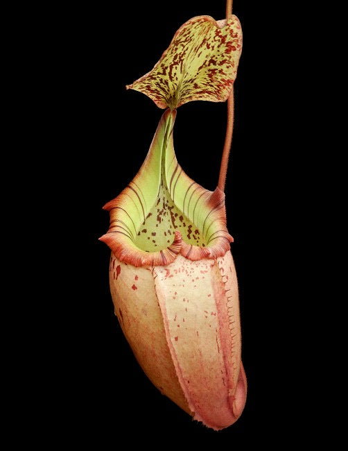 A red and green Nepenthes pitcher hangs in front of a black background 