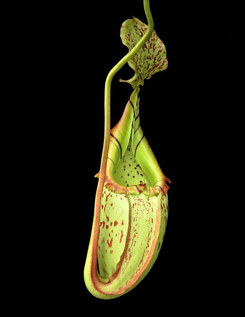 A green and red Nepenthes pitcher hangs in front of a black background 