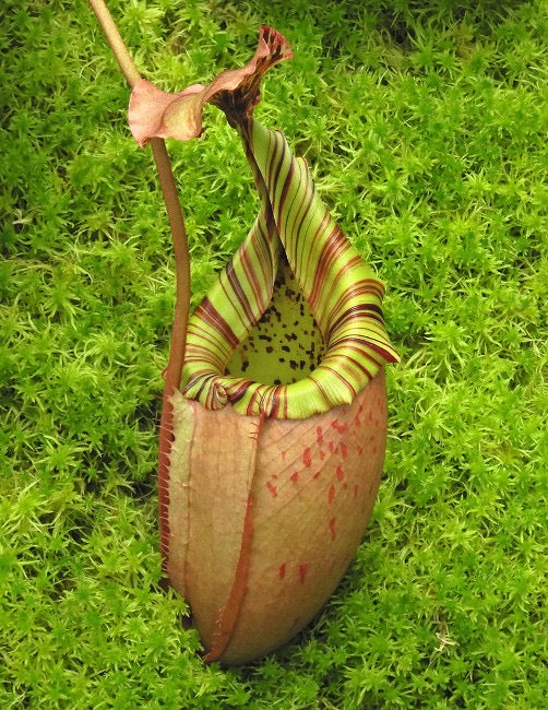 A red and green Nepenthes pitcher sits in moss
