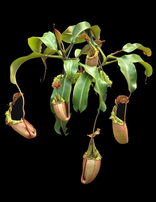 A potted Nepenthes burbidgeae x veitchii plant with several green and brown pitchers and large leaves against a black background.
