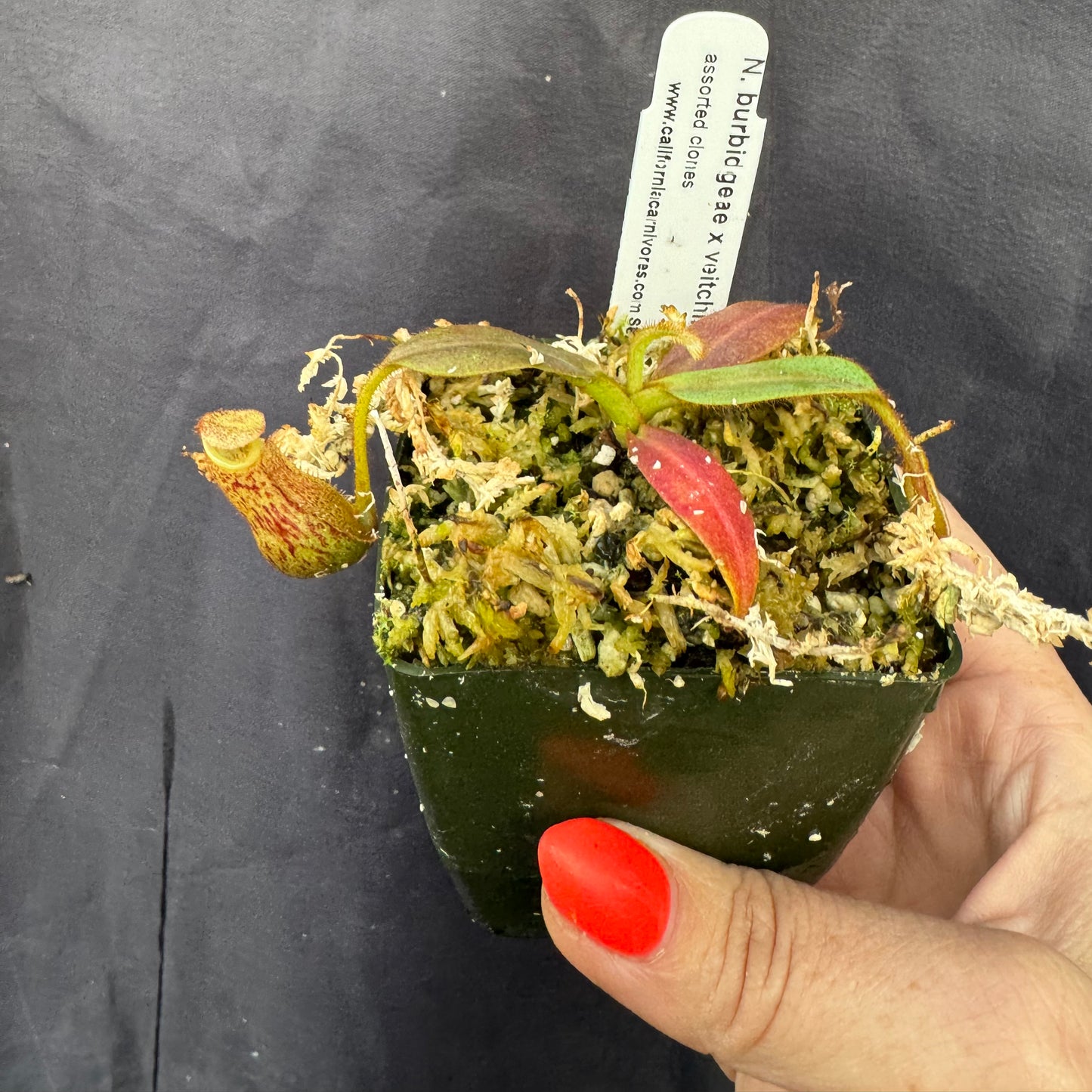 A hand holds a small Nepenthes potted in moss 