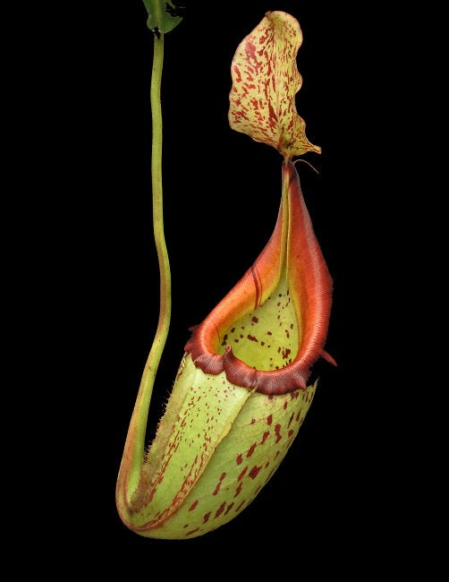A red and green Nepenthes pitcher hangs in front of a black background 