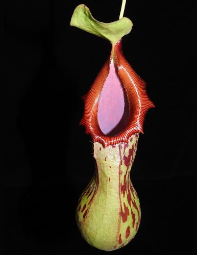 A green and red Nepenthes pitcher is on a black background