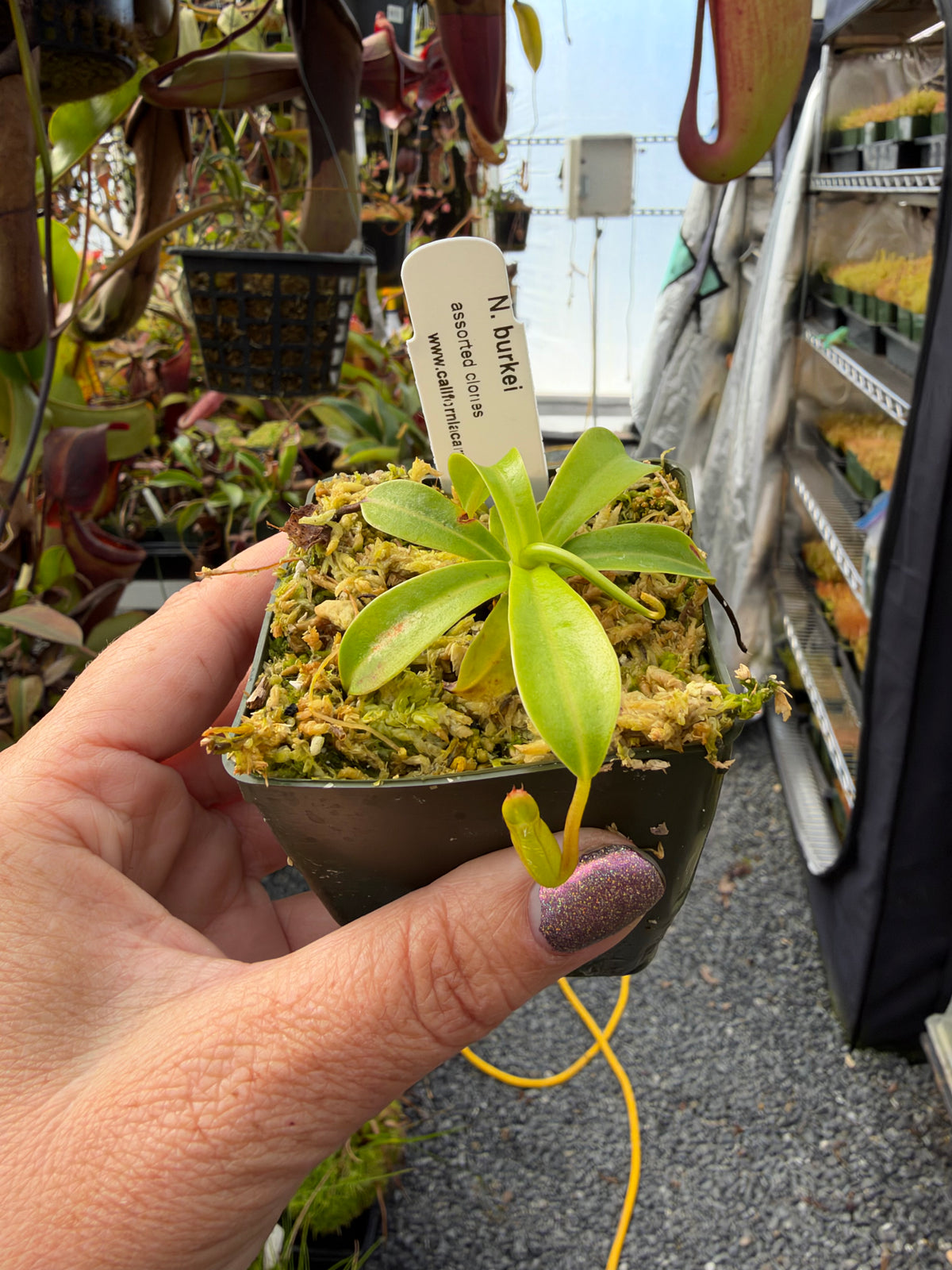 A hand holds a small Nepenthes potted in moss in a greenhouse