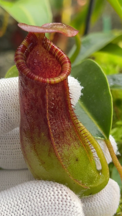 A hand holds a Nepenthes pitcher in a greenhouse 