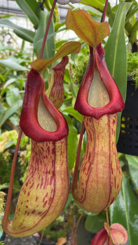 Close-up of pitcher plants with red and yellow coloring.