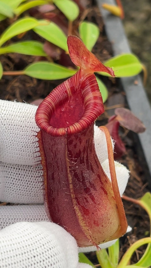 A hand holds a Nepenthes pitcher in a greenhouse 