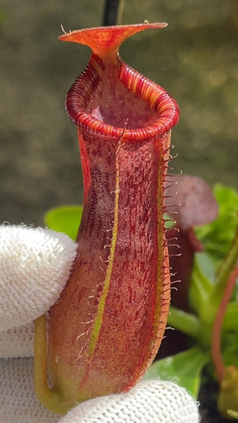 A hand holds a Nepenthes pitcher in a greenhouse 