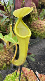 Nepenthes chaniana BE-3673