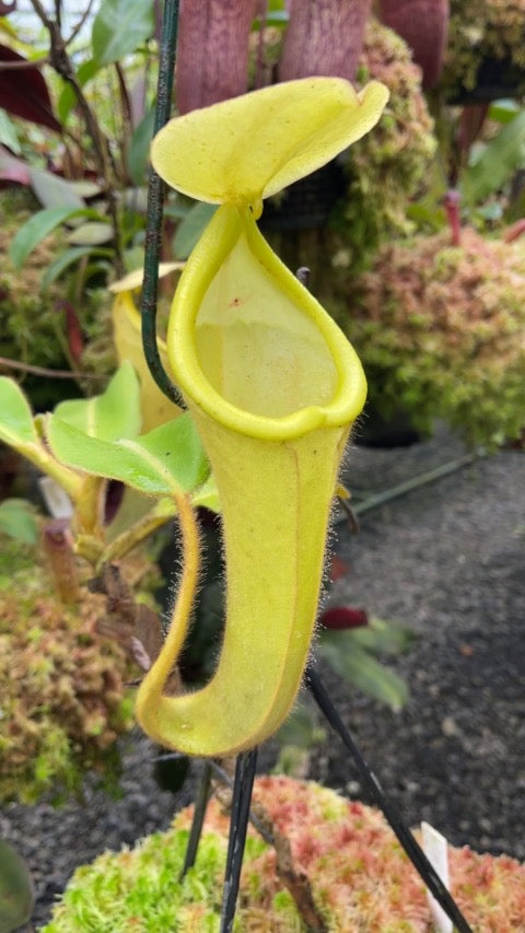 Nepenthes chaniana BE-3673