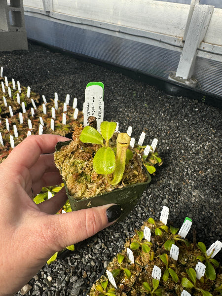 Nepenthes chaniana BE-3673