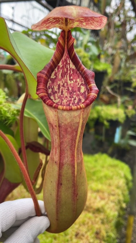 Nepenthes clipeata x lowii x veitchii BE-4625
