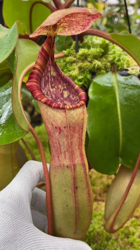 Nepenthes clipeata x lowii x veitchii BE-4625