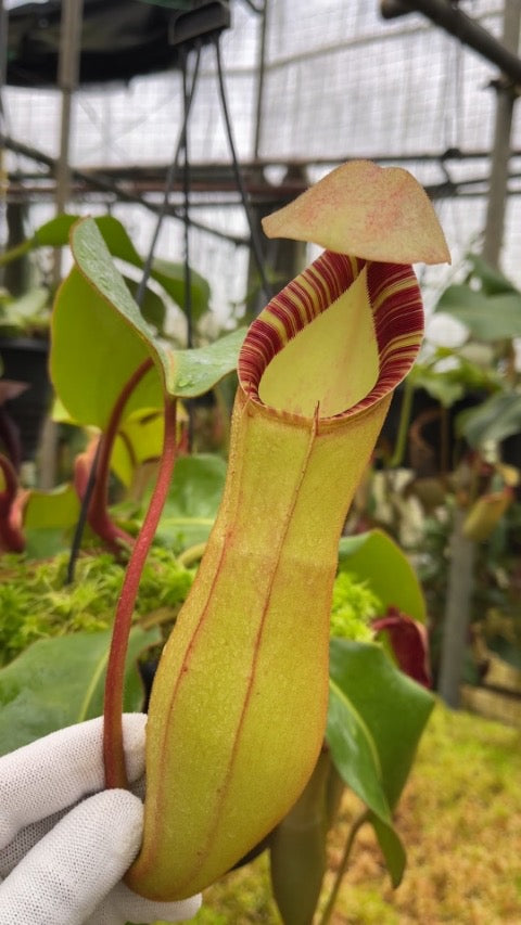 Nepenthes clipeata x lowii x veitchii BE-4625