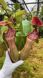 Nepenthes clipeata x lowii x veitchii BE-4625