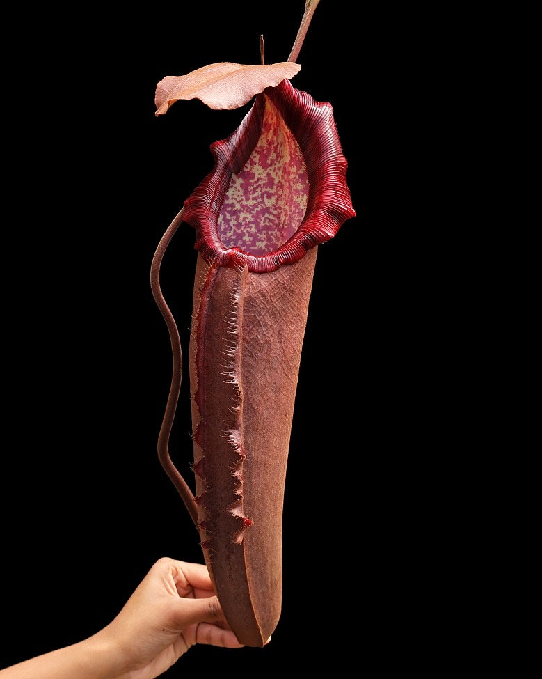 A person holding a potted Nepenthes densiflora x robcantlyi plant with a large, dark red pitcher.