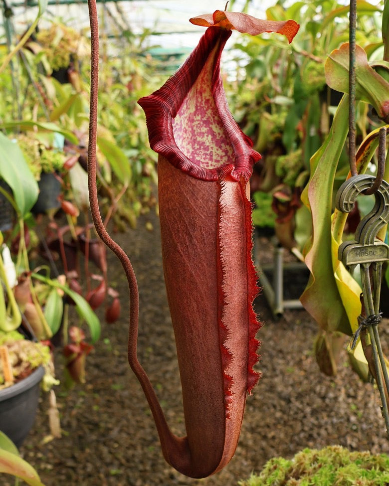 A Nepenthes densiflora x robcantlyi plant with a large, dark red pitcher in a greenhouse