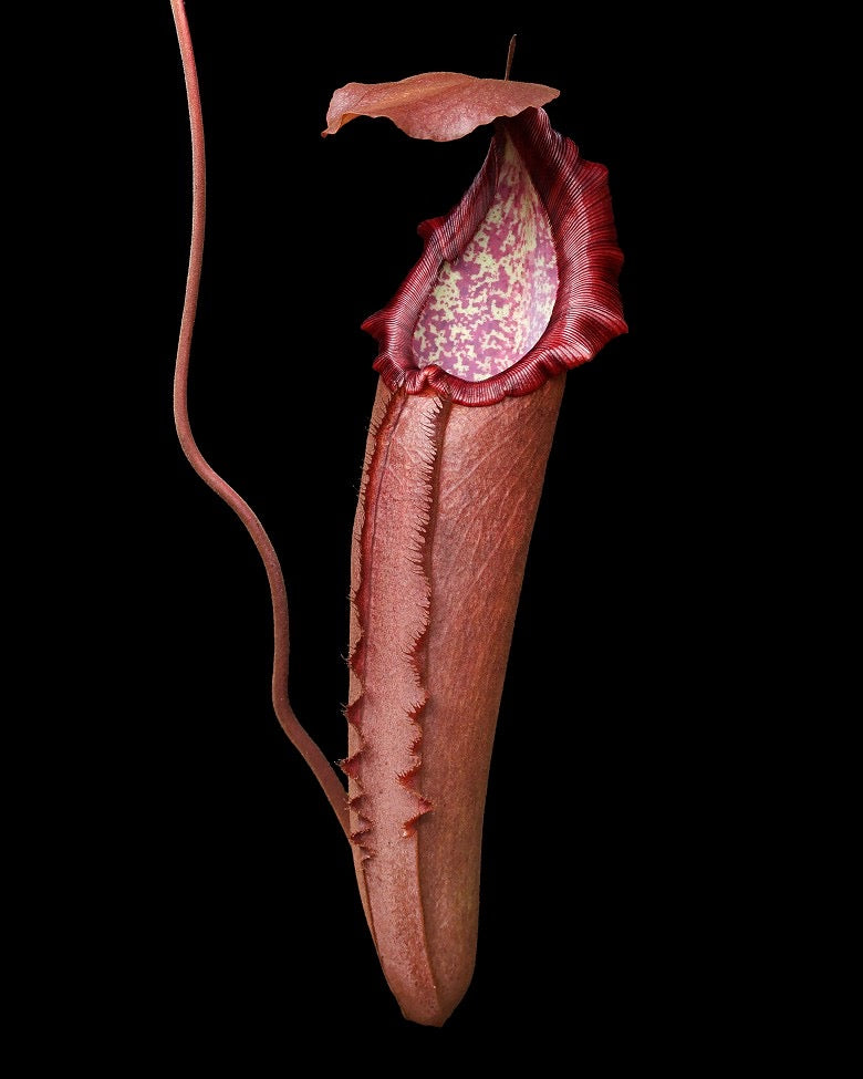 A Nepenthes densiflora x robcantlyi plant with a large, dark red pitcher.
