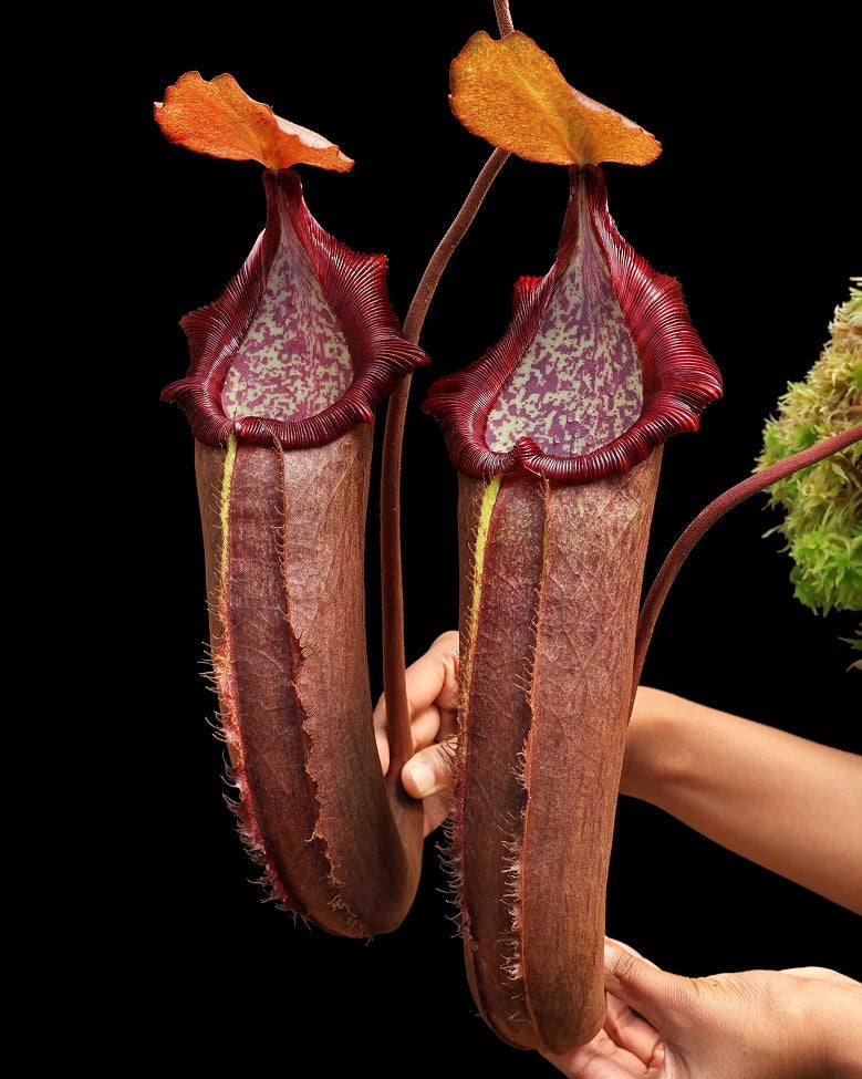 A person holding a potted Nepenthes densiflora x robcantlyi plant with two large, dark red pitchers
