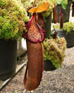 A Nepenthes densiflora x robcantlyi plant with a large, dark red pitcher hanging next to pots of moss