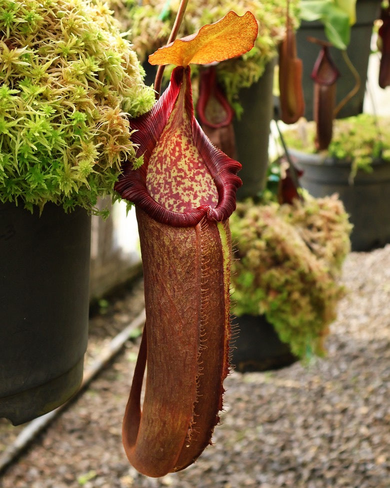 A Nepenthes densiflora x robcantlyi plant with a large, dark red pitcher hanging next to pots of moss