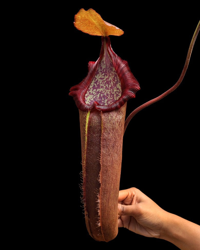 A person holding a potted Nepenthes densiflora x robcantlyi plant with a large, dark red pitcher.