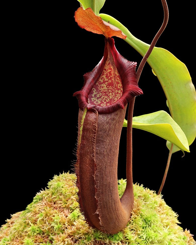 A Nepenthes densiflora x robcantlyi plant with a large, dark red pitcher with leaves and moss
