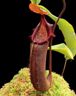 A Nepenthes densiflora x robcantlyi plant with a large, dark red pitcher with leaves and moss