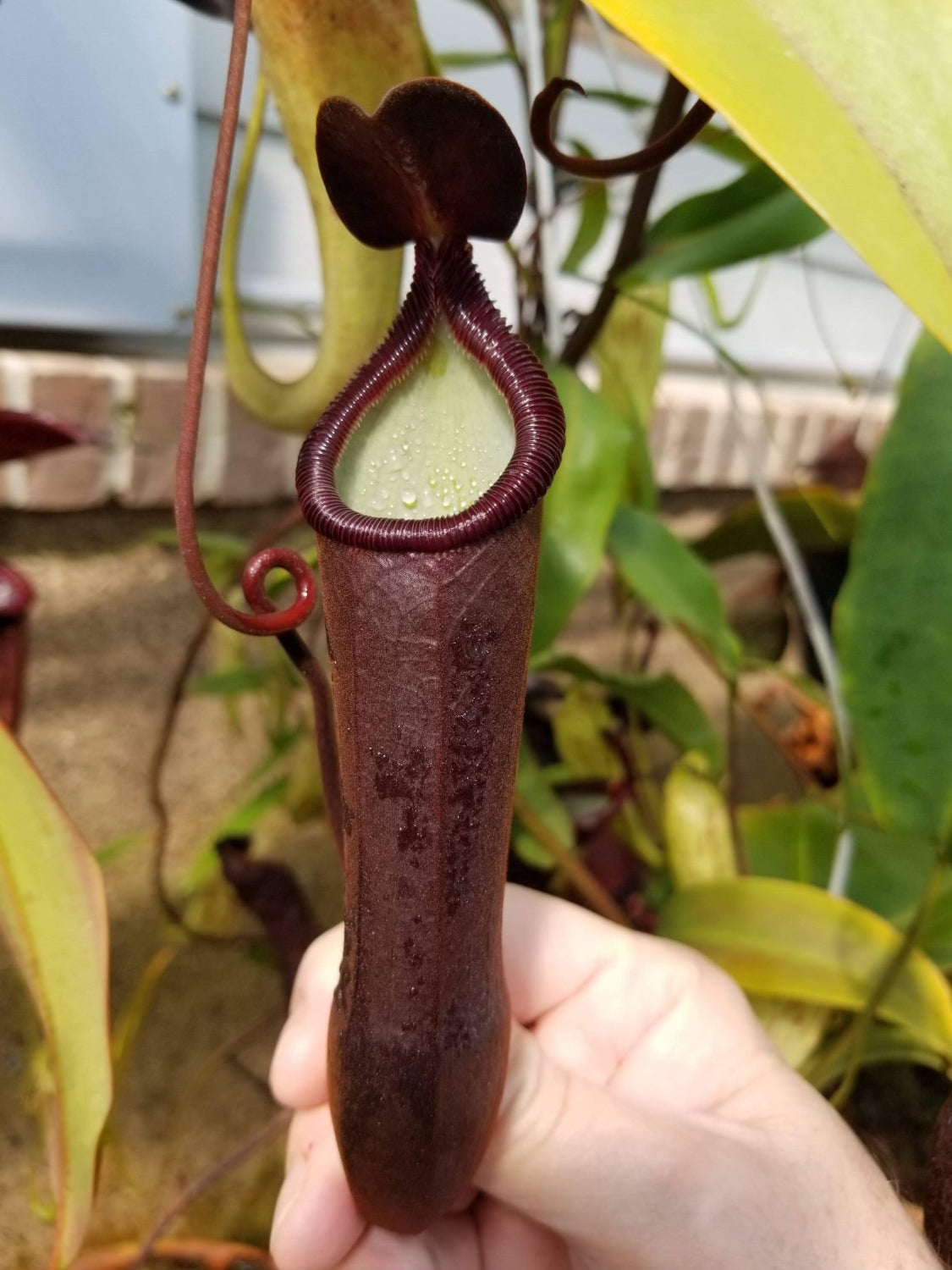 A red purple colored pitcher with a pale green interior hend up by a hand in a greenhouse