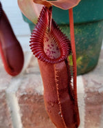 A potted Nepenthes diatas x edwardsiana plant with dark red pitchers and a shiny red lip, set against a brick background.