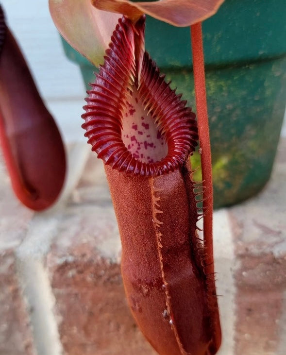 A potted Nepenthes diatas x edwardsiana plant with dark red pitchers and a shiny red lip, set against a brick background.