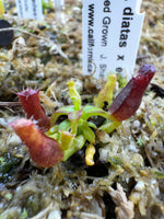 A close up of a very small pitcher plant with red, tiny, hairy pitchers in a bed of moss