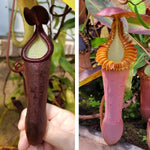 Two side by side photos of Nepenthes pitchers, the one on the right has an orange, ridge peristome and the one on the left is a dark red pitcher