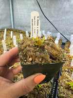 A hand with orange nail polish holding up a small Nepenthes plant in a grow tent