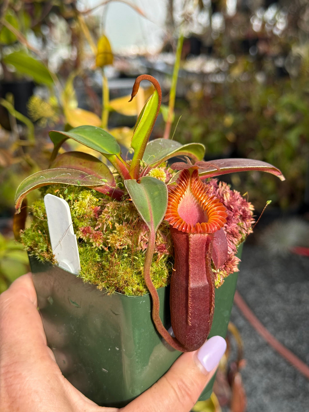 Nepenthes edwardsiana CalCarn