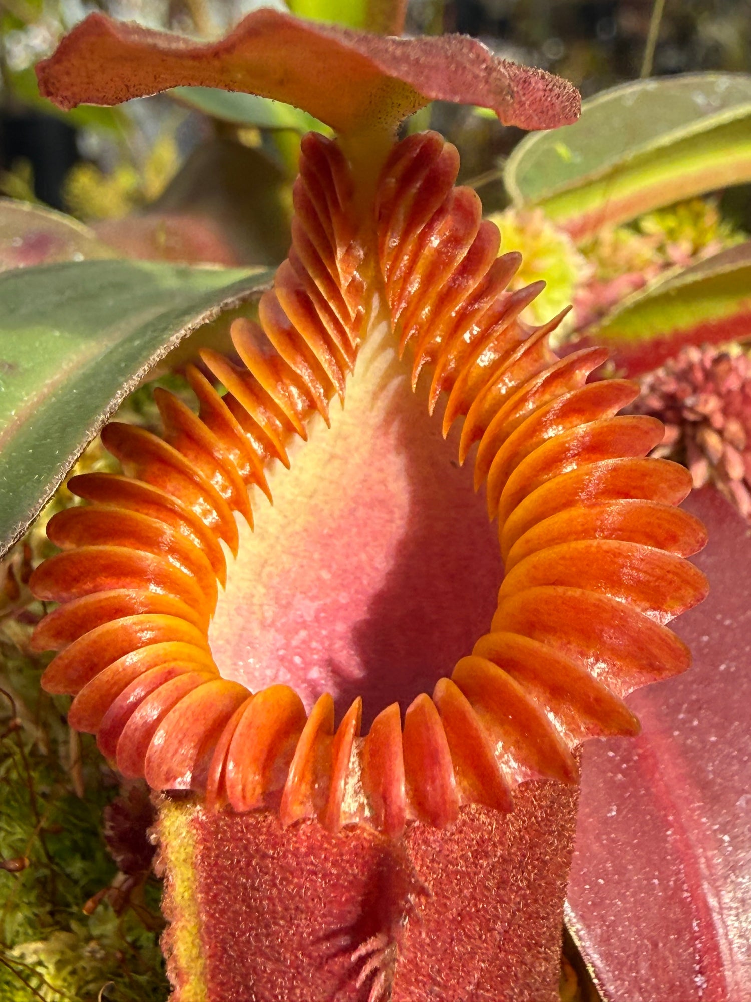 Nepenthes edwardsiana CalCarn