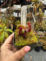 Nepenthes edwardsiana CalCarn