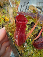 Nepenthes edwardsiana CalCarn