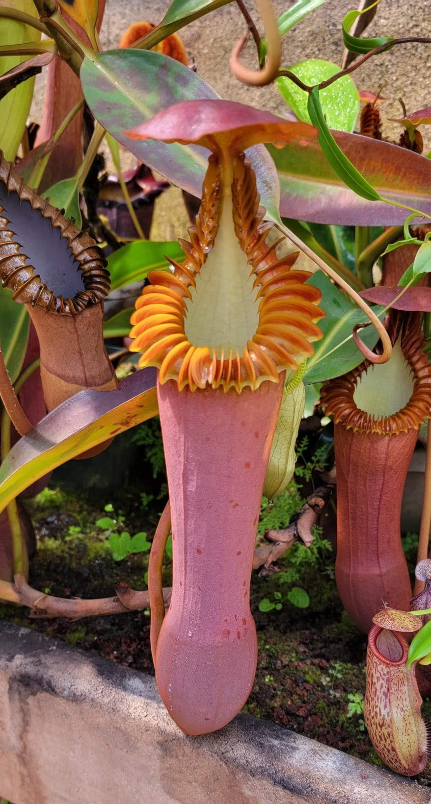 A Nepenthes pitcher with an orange, ridged peristome and a pale red body in a greenhouse