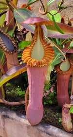 A Nepenthes pitcher with an orange, ridged peristome and a pale red body in a greenhouse