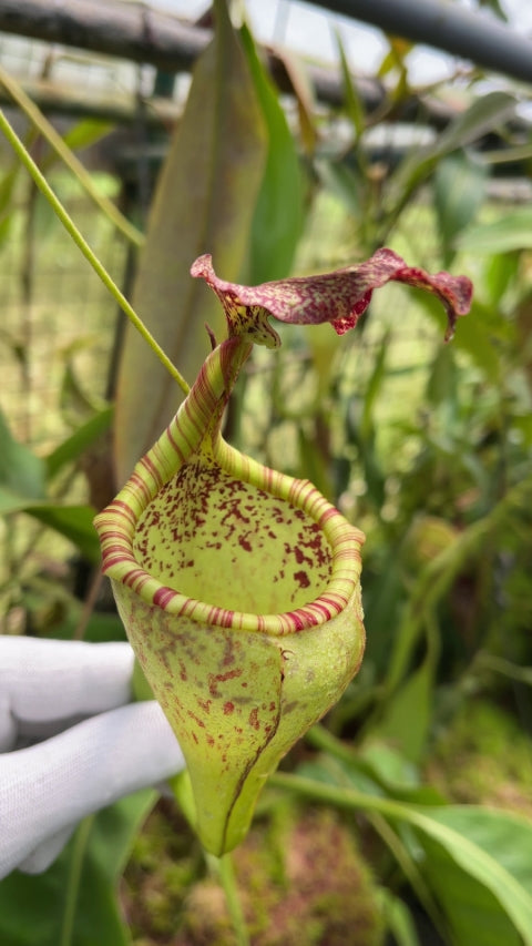 Nepenthes eymae Potted