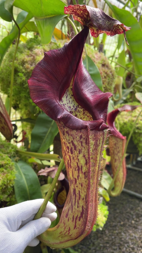 Nepenthes eymae Potted