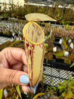 Nepenthes glabrata CalCarn