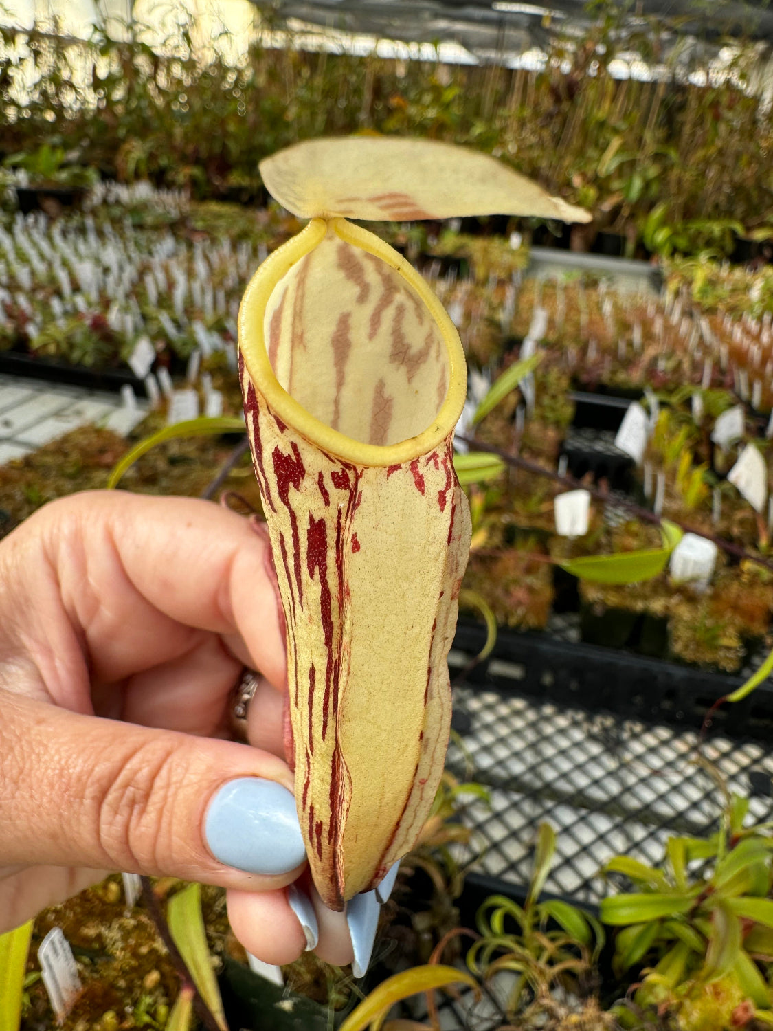 Nepenthes glabrata CalCarn