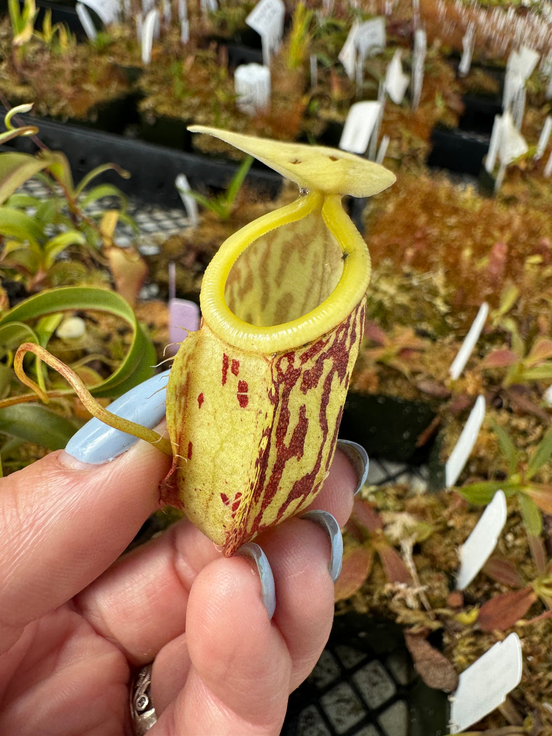 Nepenthes glabrata CalCarn