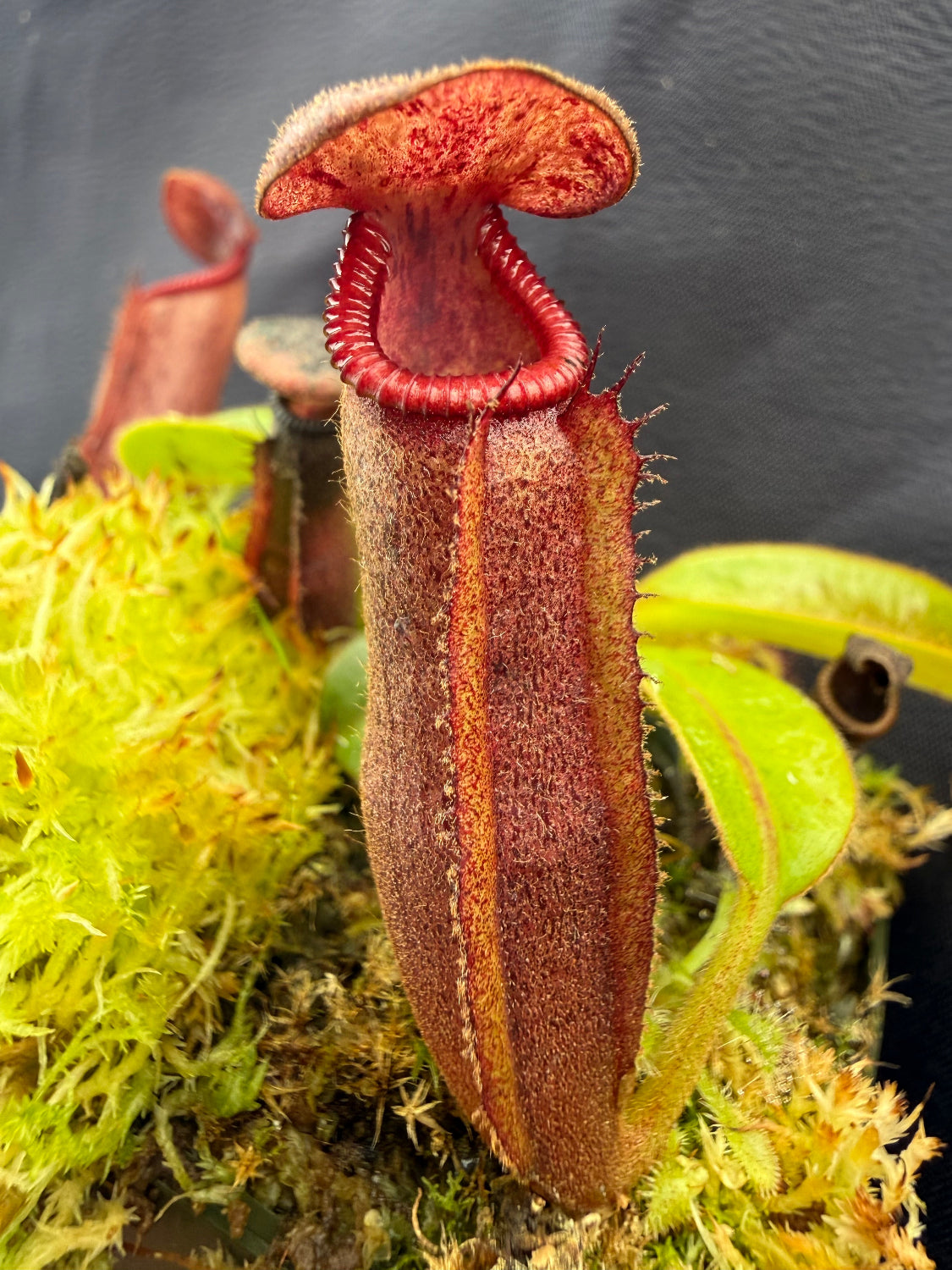 Nepenthes glandulifera x edwardsiana Giant CalCarn