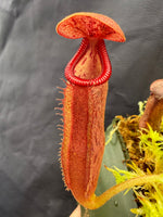 Nepenthes glandulifera x edwardsiana Giant CalCarn