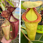 Nepenthes glandulifera x edwardsiana Giant CalCarn