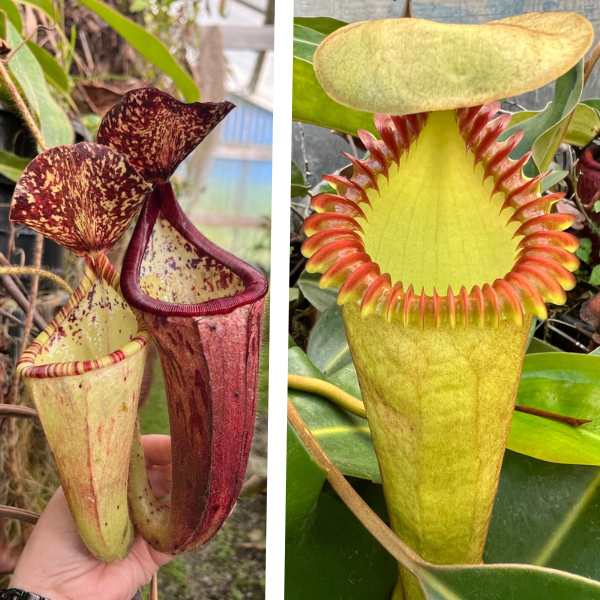 Nepenthes glandulifera x edwardsiana Giant CalCarn