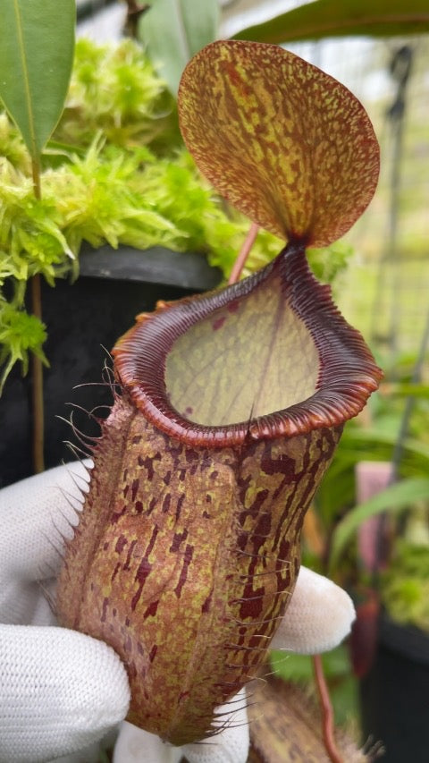 A hand holds a Nepenthes pitcher in a greenhouse